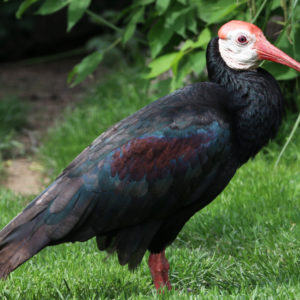 Ibis jihoafrický