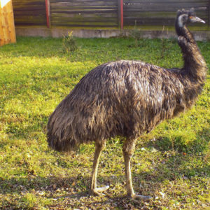 Emu hnědý