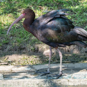 Ibis andský