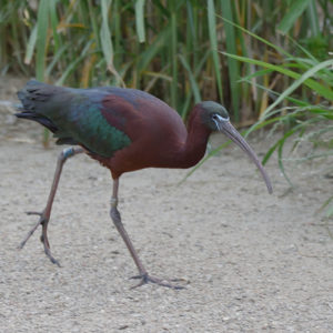 Ibis hnědý