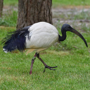 Ibis posvátný
