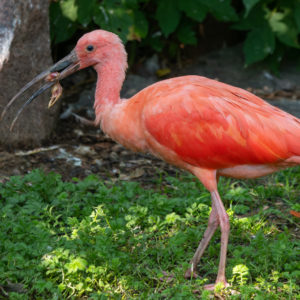 Ibis rudý