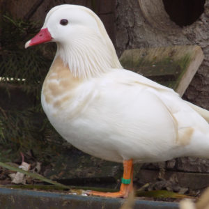 Kachnička mandarinská