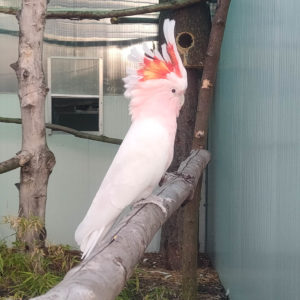 Kakadu inka