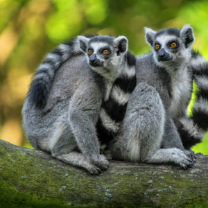 Lemur kata