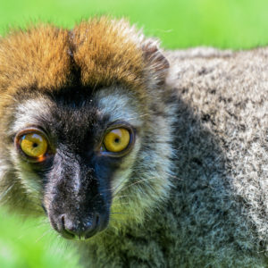 lemur rudočelý