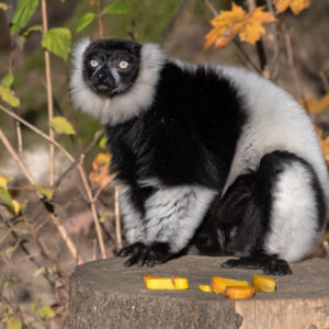 Lemur vari
