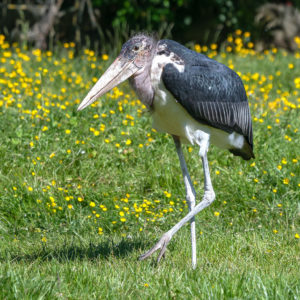 Marabu africký